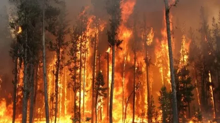 В Риддере разгорелся конфликт из-за прошлогоднего пожара в лесу