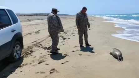 На берегу Каспия опять обнаружены туши тюленей
