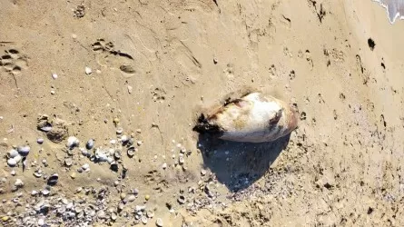 И снова жители находят мертвых тюленей на побережье Каспия
