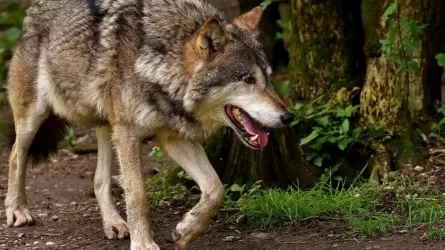 В западноказахстанском селе волчица покусала четырех человек и собак