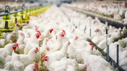 Госорган принудили принять заявки птицефабрики на субсидирование в ВКО