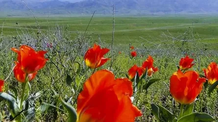 Тюльпаны Грейга на грани исчезновения в Туркестанской области?