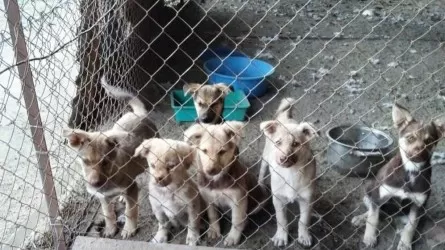 В Атырау уничтожили 17 тысяч бродячих собак, но меньше их не стало