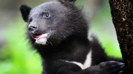 Гималайский медвежонок родился в зоопарке Алматы