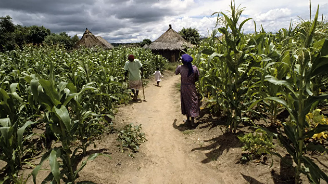Власти Зимбабве грозят фермерам конфискацией зерна