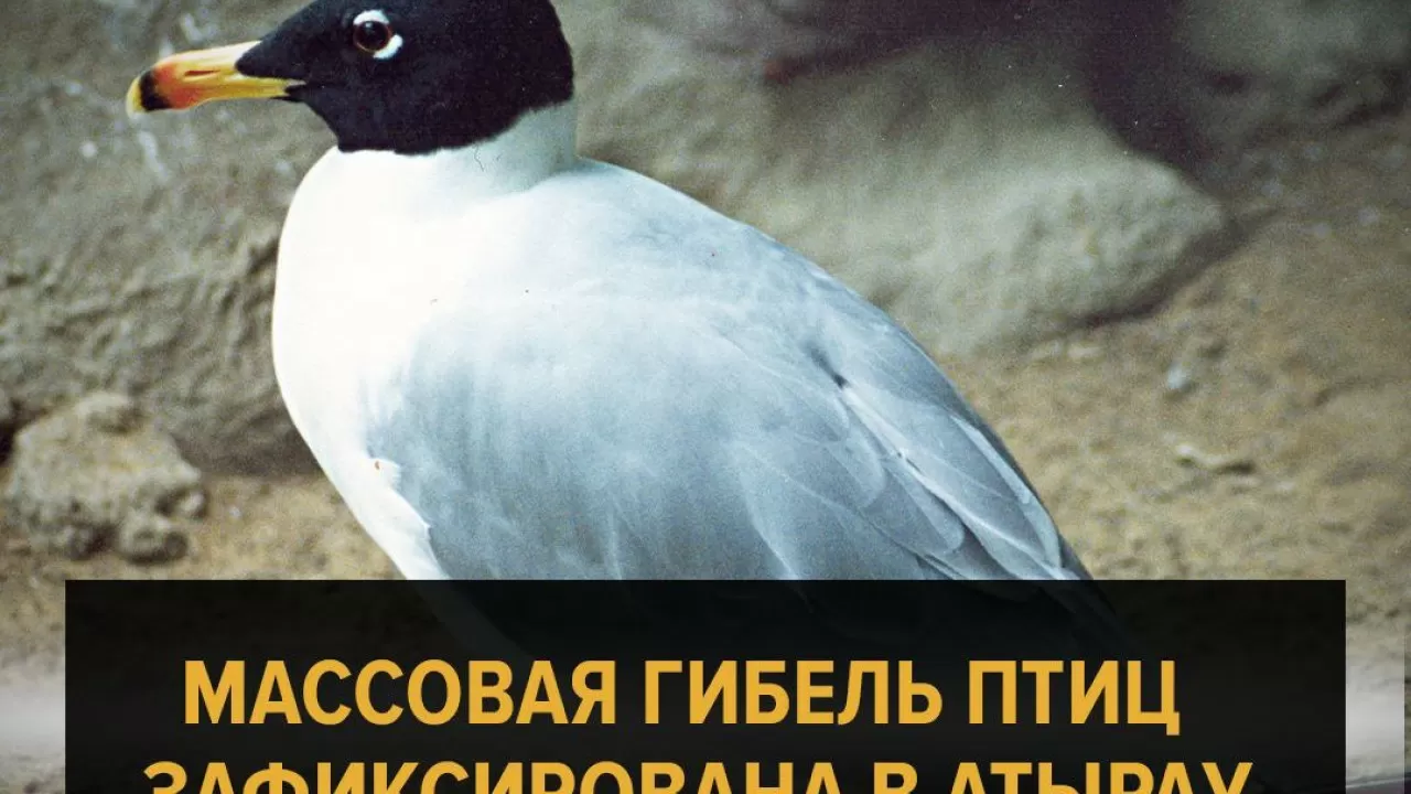 В Атырау массово гибнет редкая краснокнижная птица