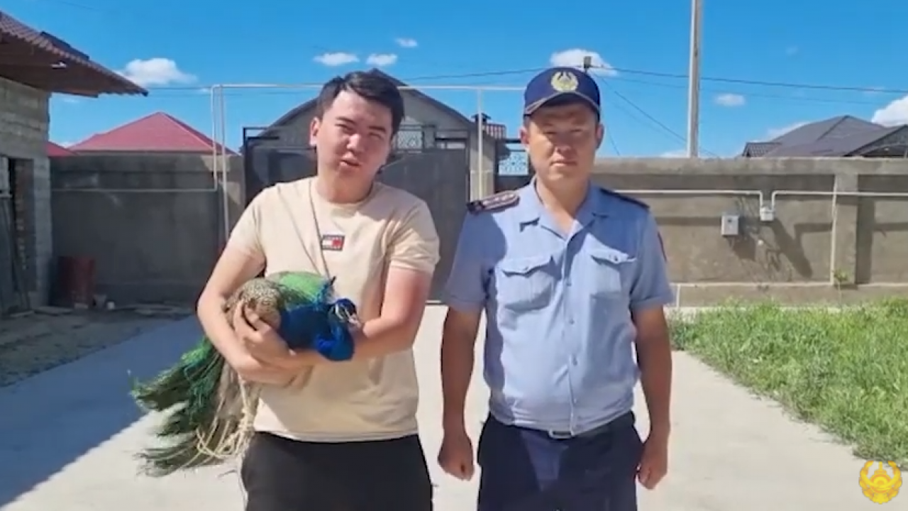 Хозяин полиции. Шымкент полиция.