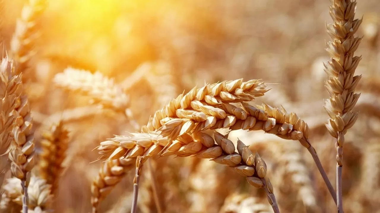 Казахстан поставит Ирану 1 миллион тонн зерна урожая 2022-2023 годов