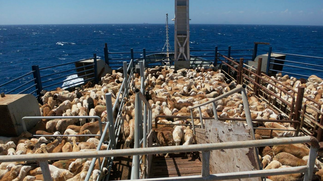 Египет утонули. Судно Badr 1. Овцы на корабле. Судно затонуло с баранами. В Красном море затонул корабль с овцами.