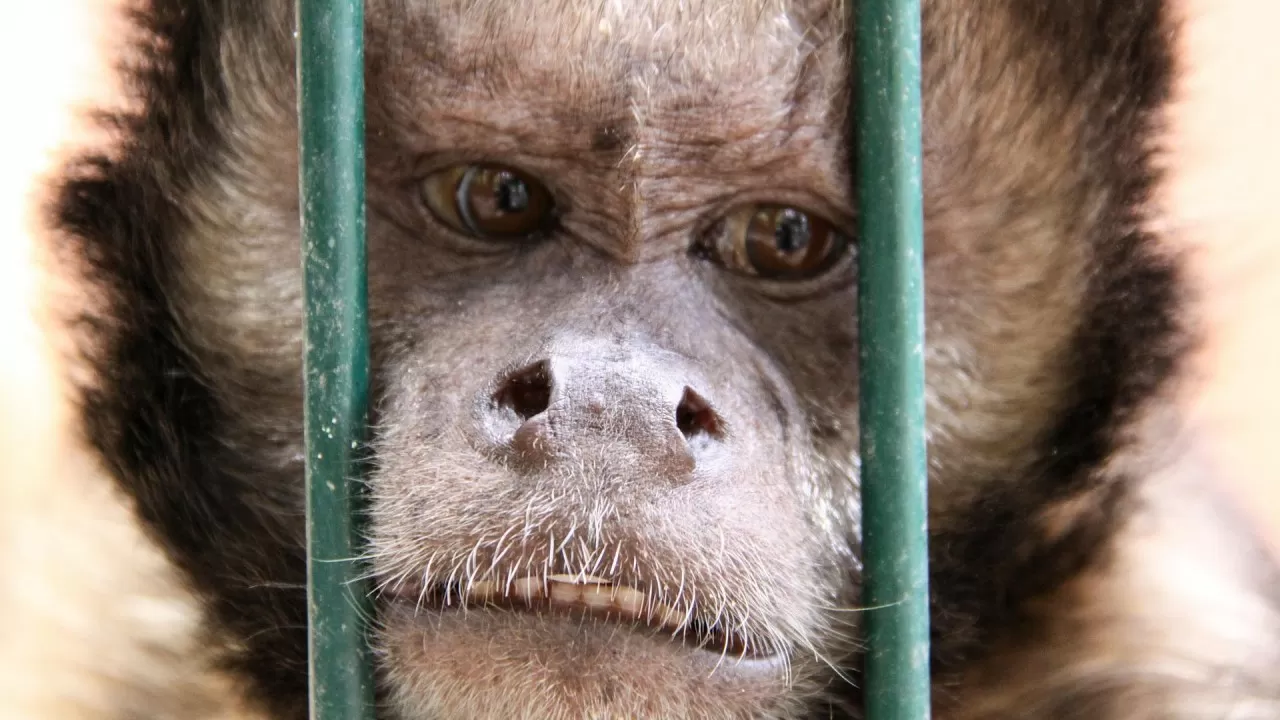 В Казахстане случаев оспы обезьян не зарегистрировано