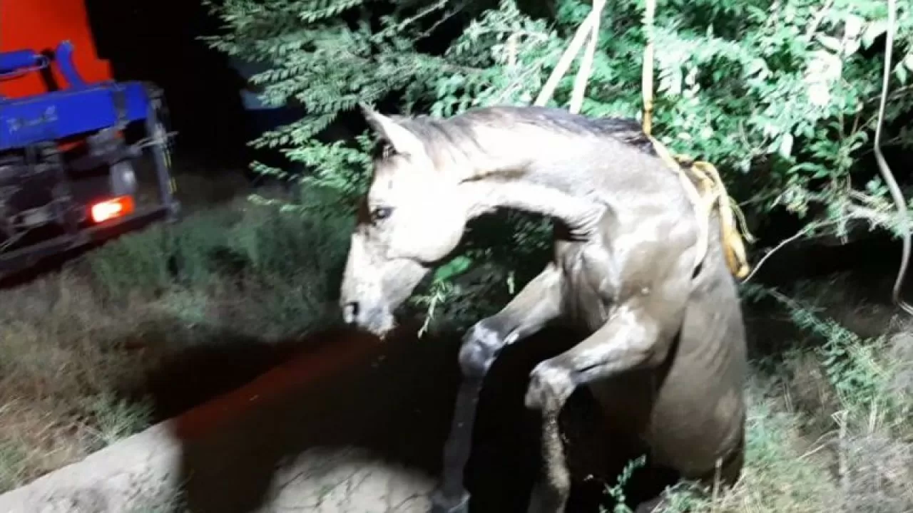 Лошадь вытащили из септика спасатели Шымкента