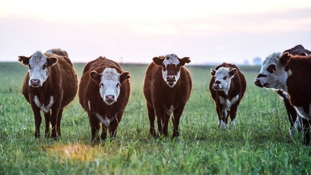 Сельхоз животные мордовии. Алтайский теленок. Глобальное потепление коровы. 9 Коров притча. Скотоводство Кострома.