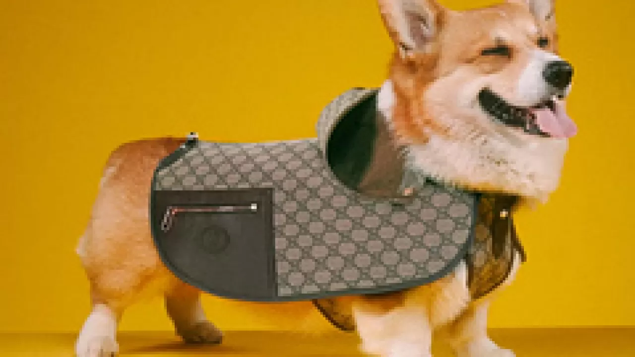 Gucci выпустил коллекцию одежды для собак