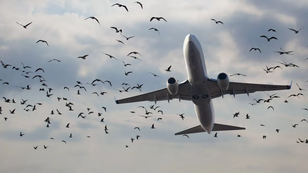 Аэропорт Шымкента заплатит 50 000 у. е. за ворон над взлетной полосой