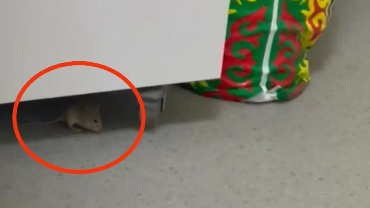 Мышь в инфекционной больнице обнаружила пациентка в Актау
