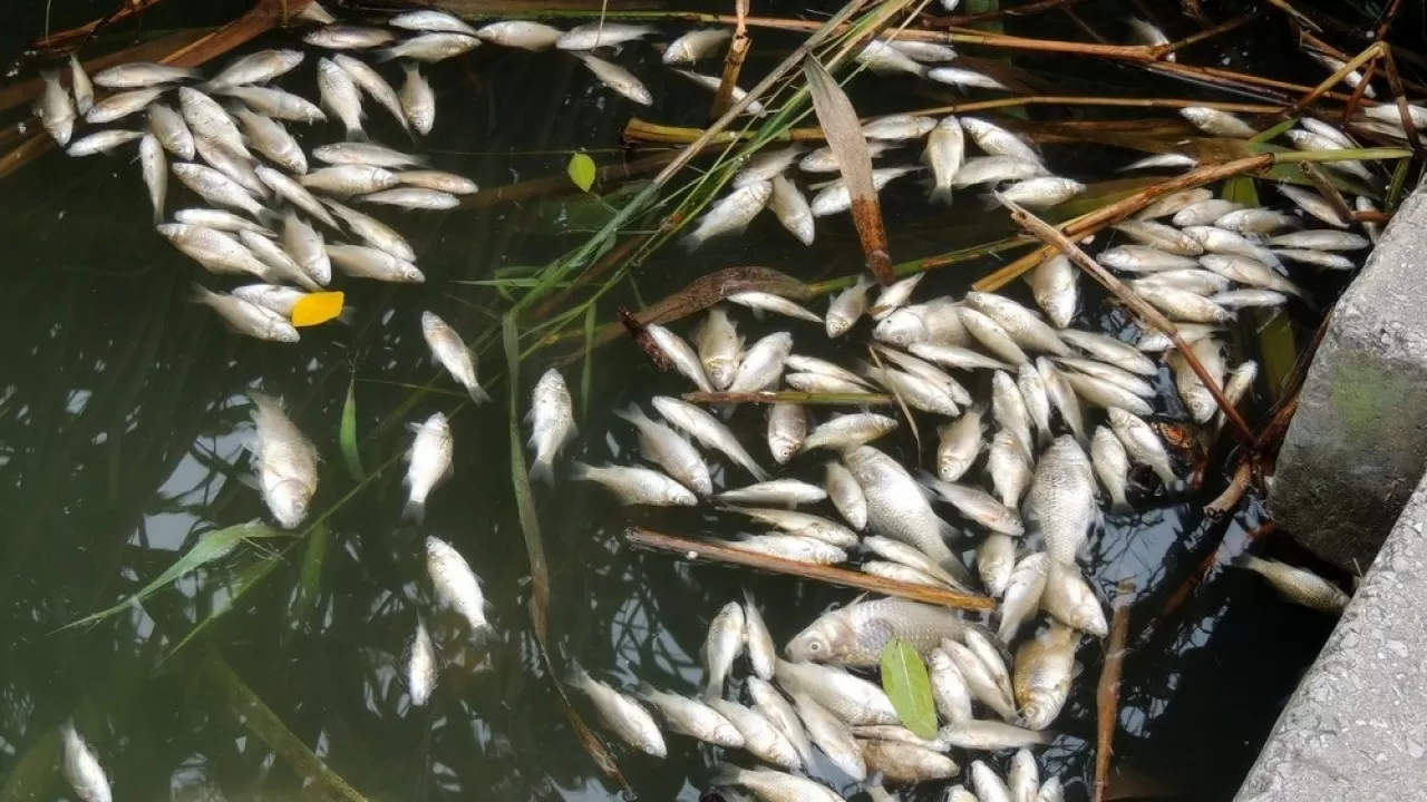 Массовая гибель рыбы: коммунальщиков ВКО оштрафовали на 9,7 млн тенге за загрязнение реки 
