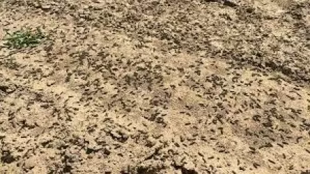 Более 100 крестьянских хозяйств пострадали от нашествия гусеницы в Атырау