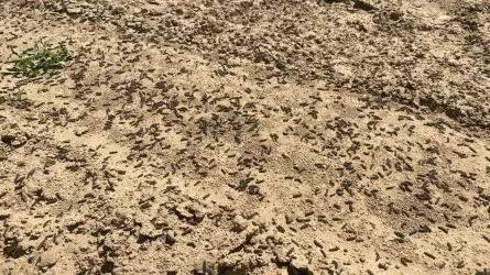 В Атырау борются с гусеницами