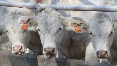 Сельчане в СКО вынуждены избавляться от скота