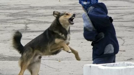Бродячих собак в Актобе будут отстреливать