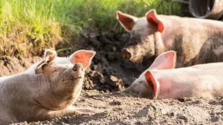 Свиноферму оштрафовали за загрязнение окружающей среды почти на 400 тыс. тенге в ВКО