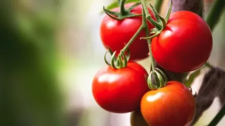 Цены на помидоры угрожают стабильности в Индии