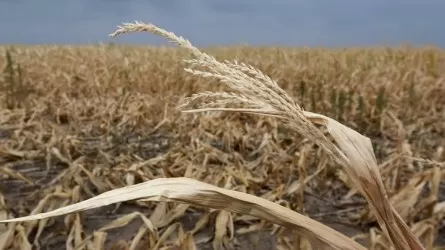 Североказахстанских фермеров в прошлом году сильно потрепала засуха
