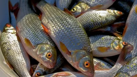 В ВКО у браконьеров изъято более 2 тонн рыбы  