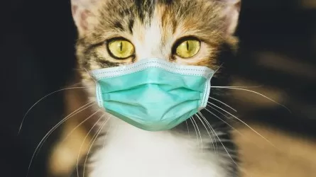 Доказан первый случай заражения человека коронавирусом от кошки