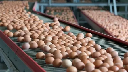 Субсидии на производство яиц увеличатся: птицефабрики с 1 июля могут подать заявки