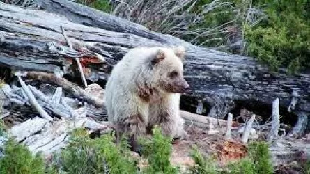 В Алматинской области в фотоловушку попал краснокнижный медведь
