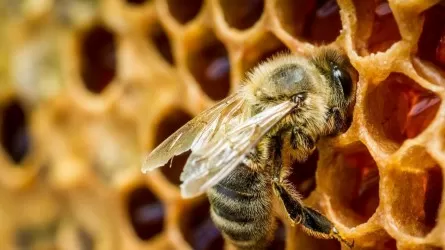 В Восточном Казахстане не хватает пчеловодов
