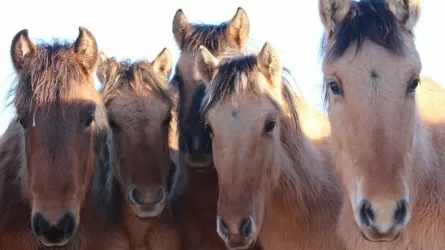Шесть жителей Актюбинской области обратились к медикам после укуса лошадей