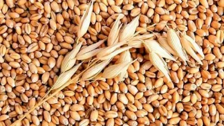 В Турции запланирована встреча с целью урегулировать проблему вывоза зерна с Украины – СМИ