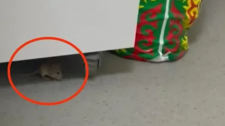 Мышь в инфекционной больнице обнаружила пациентка в Актау