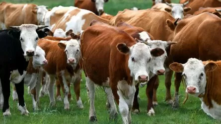 Неизвестную болезнь выявили у коров в Павлодарской области