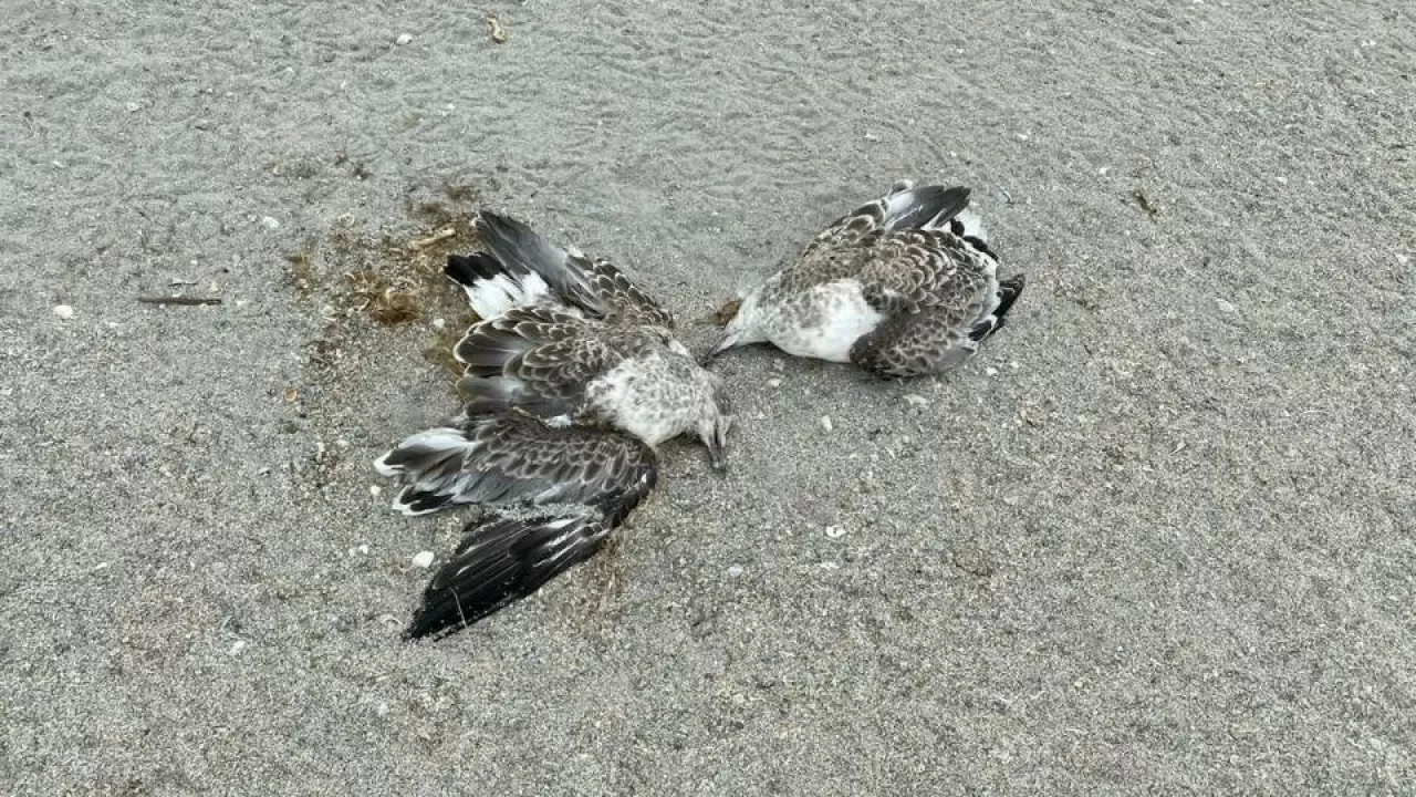 В минэкологии подтвердили массовую гибель птиц в Атырау
