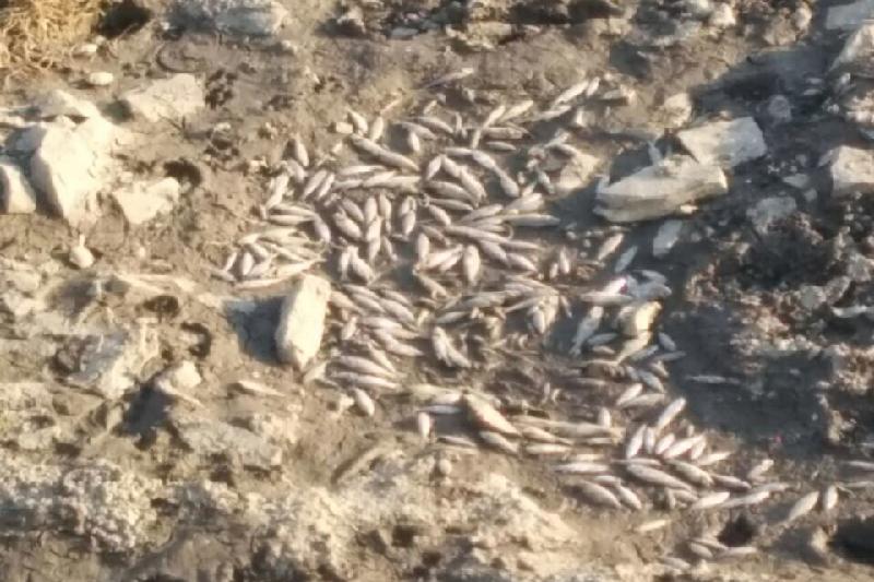 400 кг рыбы погибло в озере в СКО