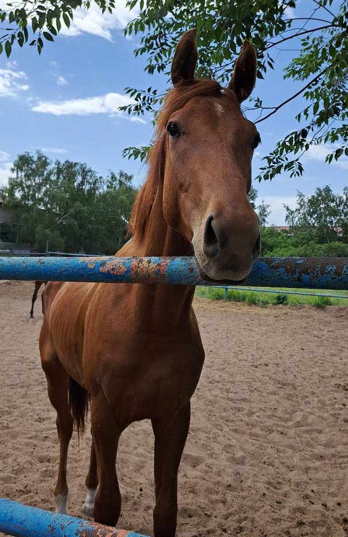 Призы и скачки: Восстановит ли былую славу костанайская порода лошадей