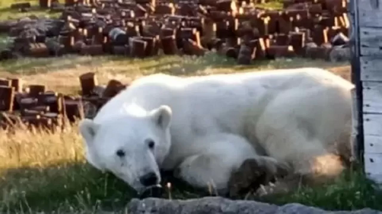 Белый медведь проглотил банку из-под сгущенки и пришел за помощью к людям в Сибири