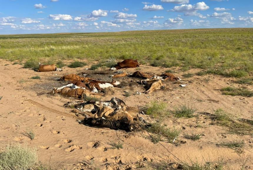 70 коров погибли от неизвестной болезни в Улытауской области