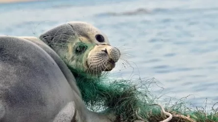 Почему погибли тюлени на Каспии - ответ главы Минэкологии