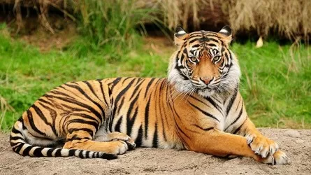 Суд приговорил директора крымского зоопарка за нападение тигра на ребенка
