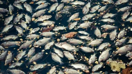Браконьеры выловили рыбу на 11 млн тенге в Туркестанской области