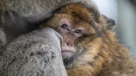 Свыше 400 случаев оспы обезьян подтвердили в Италии
