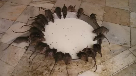 Алматинцы завалили чиновников жалобами на крыс и тараканов