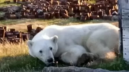 Белый медведь проглотил банку из-под сгущенки и пришел за помощью к людям в Сибири