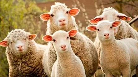 Где овцы? - Аферу с покупкой породистых овец на 13,5 млн провернул житель Шымкента