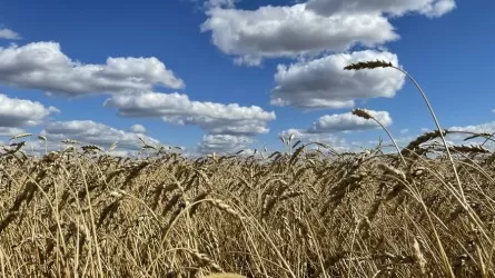 Фермеры опасаются потерять 50% урожая из-за нашествия сайгаков – Минсельхоз