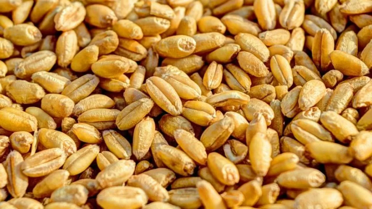 На 47% выросли поставки пшеницы в Казахстан из России